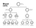 Vector types of blood cells. Erythrocytes, eosinophil, neutrophil, plateletes, leukocytes, lymphocytes, monocytes, basophil